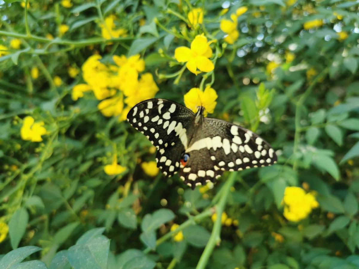 The Yellow Butterfly Vereeniging Buitenkant foto